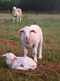 Lambert White Dorper Lambs and Ewe